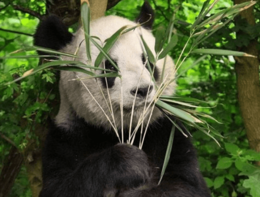 Google's Panda Algorithm